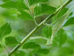 Mantis Stock Footage