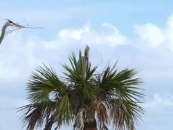 Heron Flying To His Nest With a Stick Stock Footage