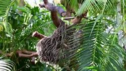 Sloth in Tree Stock Footage