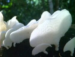 White fungus, camera pans right, close up. Stock Footage