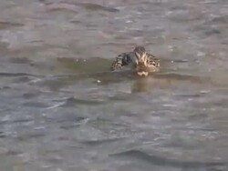 Duck on a river Stock Footage