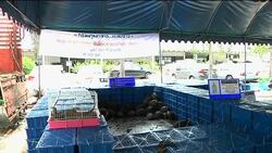 Rare animals seized by customs News Clip
