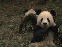 MS Shot of two giant pandas chewing bamboo on snowy day / Wenchuan, Sichuan Province, China Stock Footage