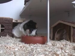 Guinea Pigs Stock Footage