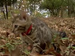 Medium hand-held push-in tracking-left tracking-right - A Bengal kitten investigates a leaf-littered lawn. Stock Footage