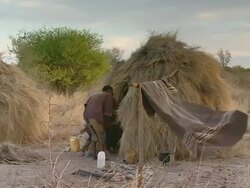MS Shot of bush people placing straw on roof of hut wind blowing / Limpopo, South Africa Stock Footage