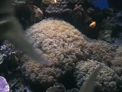 MS ZO Group of tropical fish swimming in aquarium with coral reef at Marine center / Eilat, Arava, Negev Desert, Israel  Stock Footage