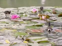 Ducks family in pond Stock Footage