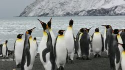 King Penguins at Gold Harbour, South Georgia, Southern Ocean. Stock Footage