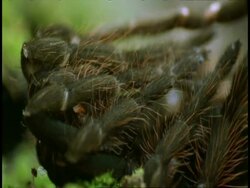 BCU tarantula sloughing, leg detail, Amazon, South American Stock Footage