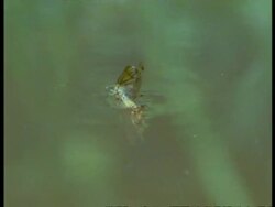 Mayfly, hatches on water surface, England Stock Footage