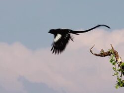 CU TS SLO MO Shot of Long-Tailed Fiscal Shrike (lanius cabanisi) taking off from Branch of tree / Moremi Reserve, Africa, Botswana Stock Footage