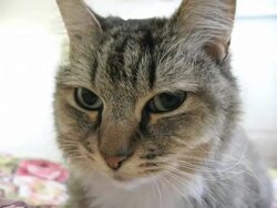 Kitty Cat Close-Up Stock Footage