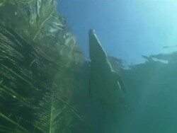 Low Angle static - A crocodile floats past grasses and reeds / Australia Stock Footage
