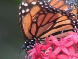 Monarch Butterfly macro -Danaus plexippus Stock Footage