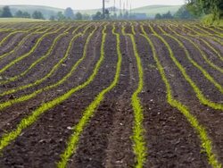 Growing Maize Corn Seedling Sprouts in Cultivated Agricultural Farm Field Stock Footage