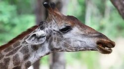 Giraffe Stock Footage