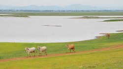 Cow walking on field Stock Footage