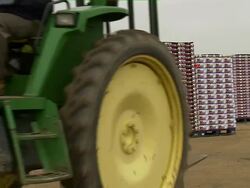 Slow pan of farmers harvesting strawberries with stacks of boxes of strawberries nearby. Stock Footage
