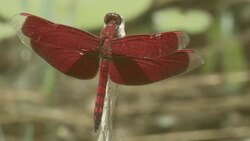 A bright red dragonfly flies from and returns to a plant while feeding. Stock Footage