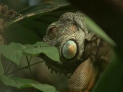 High speed Green Iguana (Iguana iguana) licks leaf, comes in to focus Stock Footage