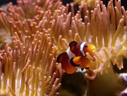 Anemonefish Stock Footage