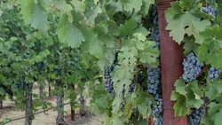 Grapevines. Panning Right. Stock Footage