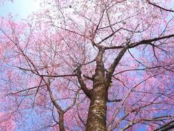 Pink Cherry Blossom Branches in Spring Season Stock Footage