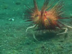 Decorator Crab grabs fire urchin, places on back, runs away, travelling, Indonesia  Stock Footage