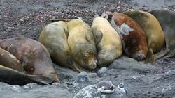 Southern Elephant Seals; Mirounga leonina, with Gentoo Penguins at Hannah Point, on livingston Island in the South Shetland Islands off the Antarctica Peninsular. Stock Footage