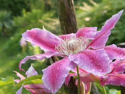 HD DOLLY: Colorful Temperate Flower Stock Footage