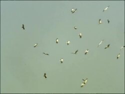 Flock of White Storks (Ciconia ciconia) flying against blue sky, Dehesa de Abajo (Puebla del Rio, Sevilla), Andalucia, Spain Stock Footage