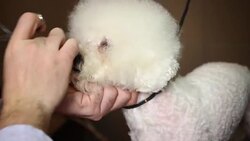Grooming fringe of white dog Stock Footage