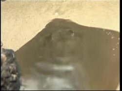 Stingray expert comments after death of Steve Irwin News Clip