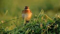 Whinchat (Saxicola rubetra) standing on Alfalfa field, resting after long night migration Stock Footage