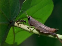 Croton, MCU ant defends plant from grasshopper.  Panama. Stock Footage