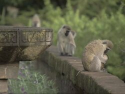 Vervet Monkeys (Chlorocebus pygerythrus) sitting on wall, mother with young, Kenya Stock Footage