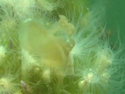 Jellyfish Lake, Moon Jelly caught by Anemone, Palau, South Pacific  Stock Footage