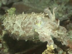 Cuttlefish at night, Palau, South Pacific  Stock Footage