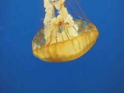 Jellyfish close up Stock Footage