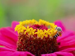 Zinnia Stock Footage