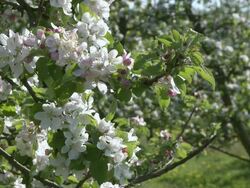 MS View of blooming apple trees / Kirf, Rhineland-Palatinate, Germany Stock Footage
