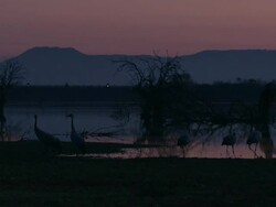 European Cranes (Grus grus), North East Extremadura in Dehesa. The cranes migrate south in winter from Scandinavia and Northern Europe to Spain and roost in large numbers mainly on lake shores. They feed in the dehesas on acorns and invertebrates. Stock Footage