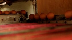 Choose size the eeg Stock Footage