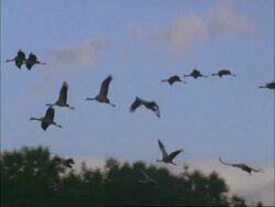 European Cranes (Grus grus) in flight over mountains and trees, north-east Extremadura in Dehesa, Spain Stock Footage
