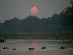 MS Group of Common Hippopotamus peering out of water at sunset, Mana Pools, Zimbabwe Stock Footage