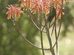 WS View of Male malachite sunbird extracting nectar from the orange flowers of an aloe plant / Namaqualand, Northern Cape, South Africa Stock Footage