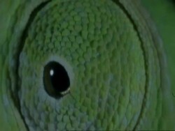 ECU Chameleons eye moving, Botswana, Africa Stock Footage