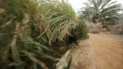 Einot Tzukim nature reserve on the northwestern shore of the Dead Sea, Judea Desert, Israel/ Steady Cam Shot Stock Footage