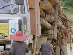 MS Worker securing logs to truck / Tawau, Sabah, Malaysia Stock Footage